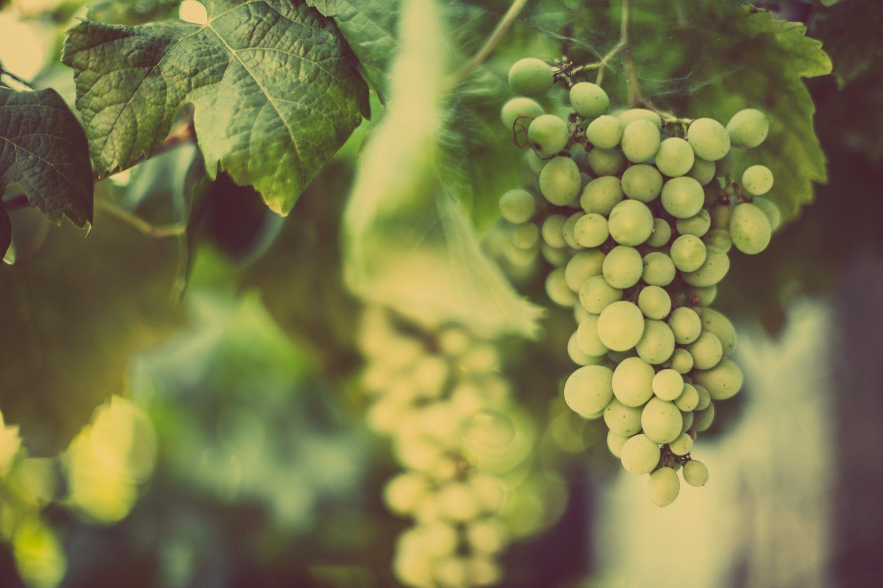 The Best Wineries in Osoyoos